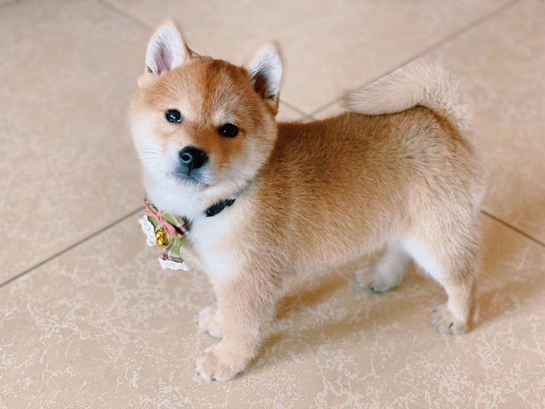 犬舍繁殖基地