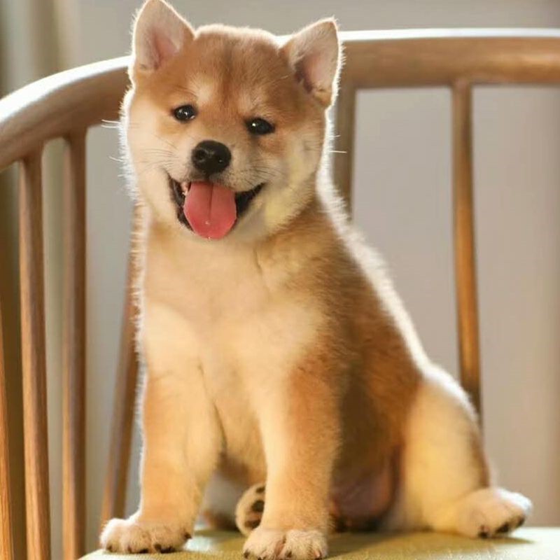 犬舍繁殖基地