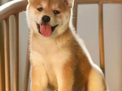 犬舍繁殖基地