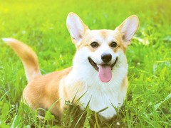 福州比格猎犬