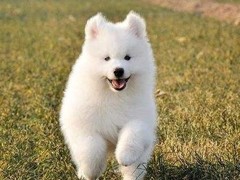 爱宠乐犬舍
