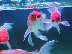 南京碧海水族