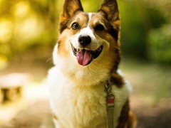 威海卷毛寻回犬