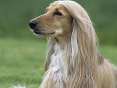 大连芬兰拉普猎犬