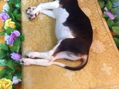 上海宠物火化