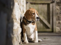 豆豆犬舍