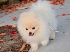 犬舍繁殖基地