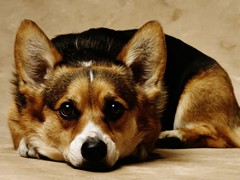 淮安黑褐猎浣熊犬