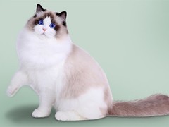 宁波拉邦猫出售