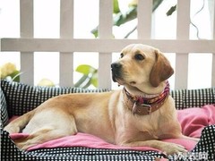 至尊犬舍