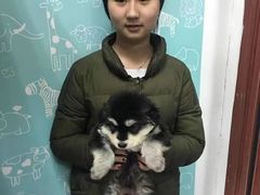 上海杨浦区上海杨浦区宠物救助领养收养收容站