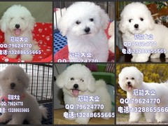 广东cku名犬繁殖基地