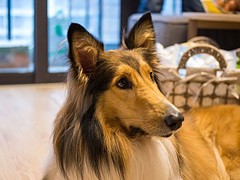 犬舍繁殖基地