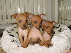 信达犬业