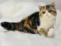 嘉美猫舍