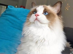 靖瑶猫舍