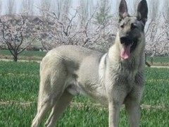 信达犬业