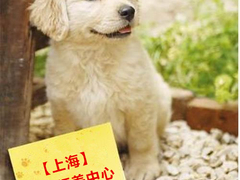 上海杨浦区上海杨浦区宠物救助领养收养收容站