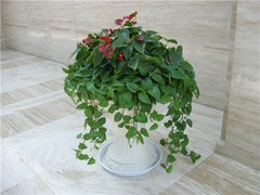 温州园林养护