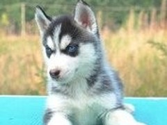 玉龙犬舍