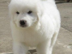 汪泰犬业
