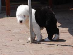 盛诚犬业