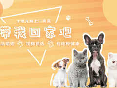 高端萌宠