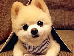 银川巴哥犬领养