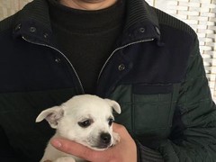 上海虹口区流浪猫狗宠物小动物收养收容救助领养中心基地站