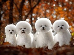 泉州西伯利亚雪橇犬领养