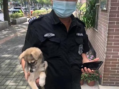上海杨浦区上海杨浦区宠物救助领养收养收容站