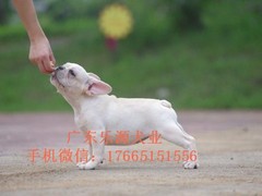 广东退伍兵犬舍