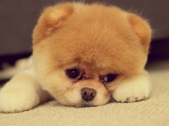青岛红骨猎浣熊犬