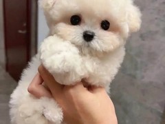 犬舍繁殖基地