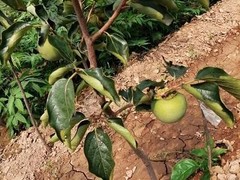 园林设计专业经营绿化工程