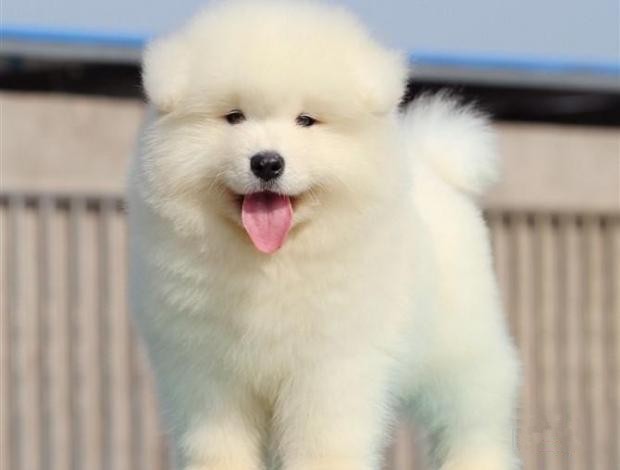 犬舍繁殖基地