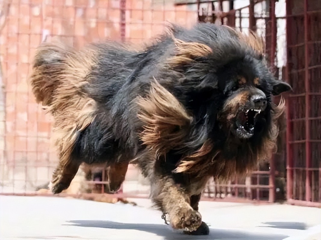犬舍繁殖基地