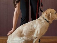 郑州训犬基地