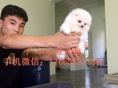 广东退伍兵犬舍