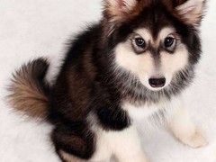 至尊犬舍