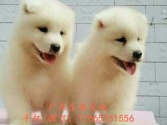 广东退伍兵犬舍