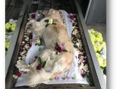 邢台宠物火化价格