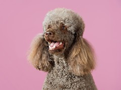 嘉兴澳大利亚牧羊犬