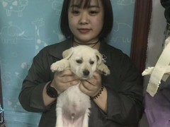 上海松江区流浪猫宠物猫流浪狗小动物救助领养救援收容收养中心站