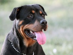 豆豆犬舍