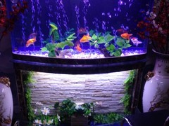 21世纪鱼缸水族维护公司