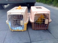 昆明宠物空运公司
