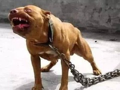 山东浩然犬舍