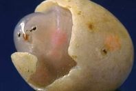 西安私人上门现金收购猪宝个人收购猪宝