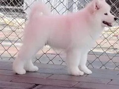 爱宠乐犬舍